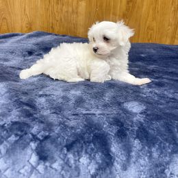 Emmy - White female Maltese puppy in Beebe, Arkansas from Cedar Hill Kennel