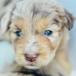 Sassy - Red merle female Aussiedoodle puppy in Hempstead, Texas from Young Gun Aussies