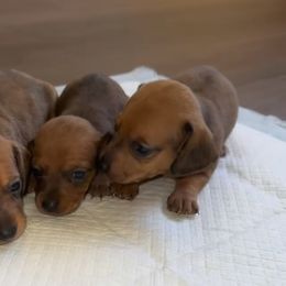 Dachshund Puppies from Rosey dachshund