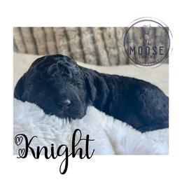 Knight - Black male Bernedoodle puppy in Belleville, Michigan from Moose Tracks Bernedoodles