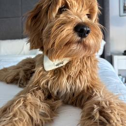 Goldendoodle All Grown Up from Goldendoodle AZ