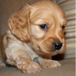 Ron- ee Red longhair, Half Russian - Red male Dachshund puppy in Miami, Florida from Haus Ernand Dachshunds