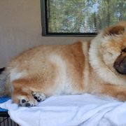 Chow Chow Puppies from Naiman Chow Chows (San Diego, CA)