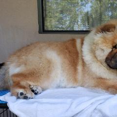 Chow Chow Puppies from Naiman Chow Chows (San Diego, CA)