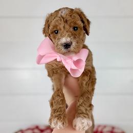 Caramel - Light Pink Collar - Apricot female Goldendoodle puppy in The Woodlands, Texas from Golden Fields Doodles