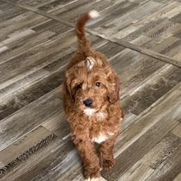River - Red  male Goldendoodle puppy in Wayland, New York from Loris Pampered Pooches💕