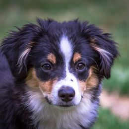 Miniature Australian Shepherd All Grown Up from Tincture of Thyme