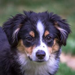 Miniature Australian Shepherd All Grown Up from Tincture of Thyme