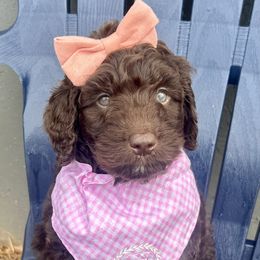 Girl 1 - Brown Bernedoodle puppy in Macon County, North Carolina from Mountain Doodles