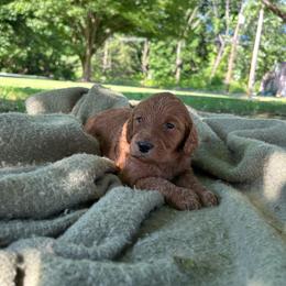 Girl 4 - Red  female Goldendoodle puppy in Shippensburg, Pennsylvania from Diller Doodle Pups