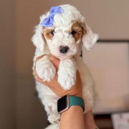Wave - Parti female Goldendoodle puppy in Benton, Arkansas from Cozy Creek Doodles