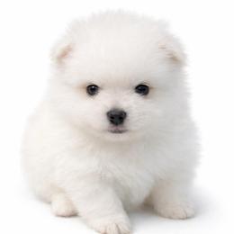 Cashmere - White male Pomeranian puppy in Odessa, Texas from Cherry's Poms