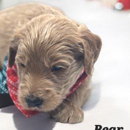 Bear (Black Collar) - Goldendoodle puppy from Highland Grove Doodles, LLC