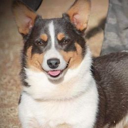 Bolt - Pembroke Welsh Corgi