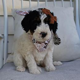 Baby Ruth - Black and white female Bernedoodle puppy in Decatur, Georgia from So Adoodable