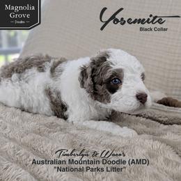 Yosemite - Black Collar - male Australian Mountain Doodle puppy in Oxford, Alabama from Magnolia Grove Doodles
