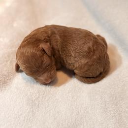 Girl 2 - Red female Bernedoodle puppy in Anchorage, Alaska from Cascade Country Doodles
