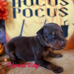 Burgundy collar - Red and rust female Doberman Pinscher puppy in Winamac, Indiana from DIAMOND RIDGE DOBERMANS