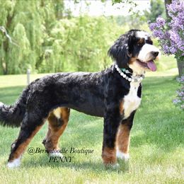 Penny - Bernedoodle