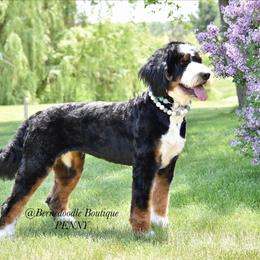 Penny - Bernedoodle