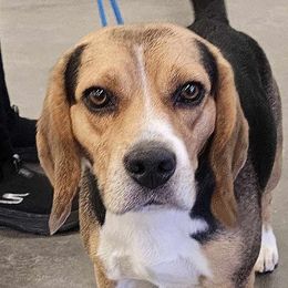 Danny - Beagle
