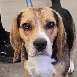 Danny - Beagle