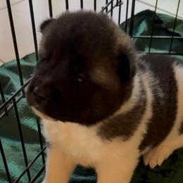 On Hold - Martha May Whovier - Red female Akita puppy in Lebanon, Virginia from Majestic Valley Farms