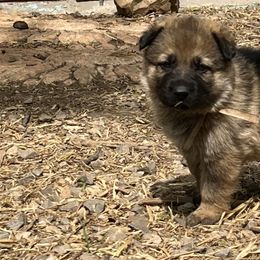 German Shepherd Puppies from StoneWall