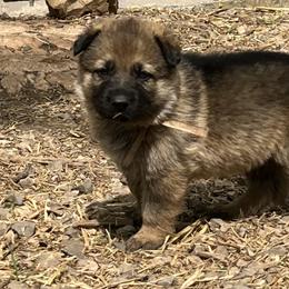 German Shepherd Puppies from StoneWall