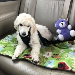 Poodle Puppies from D and D Standard Poodles