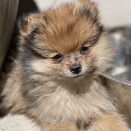 Pomeranian Puppies from Brandi’s Pomeranian Pups