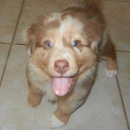 Australian Shepherd Puppies from RyCharlian Oaks