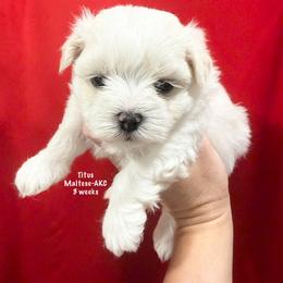 Titus - White male Maltese puppy in Paden, Oklahoma from Logan's Perfect Puppies