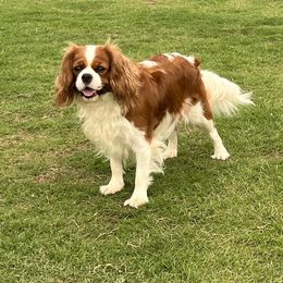 Mabel - Cavalier King Charles Spaniel