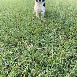 Labradoodle and Poodle All Grown Up from Nacadoodles