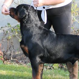 Rottweilers from Vangard's Rottweilers