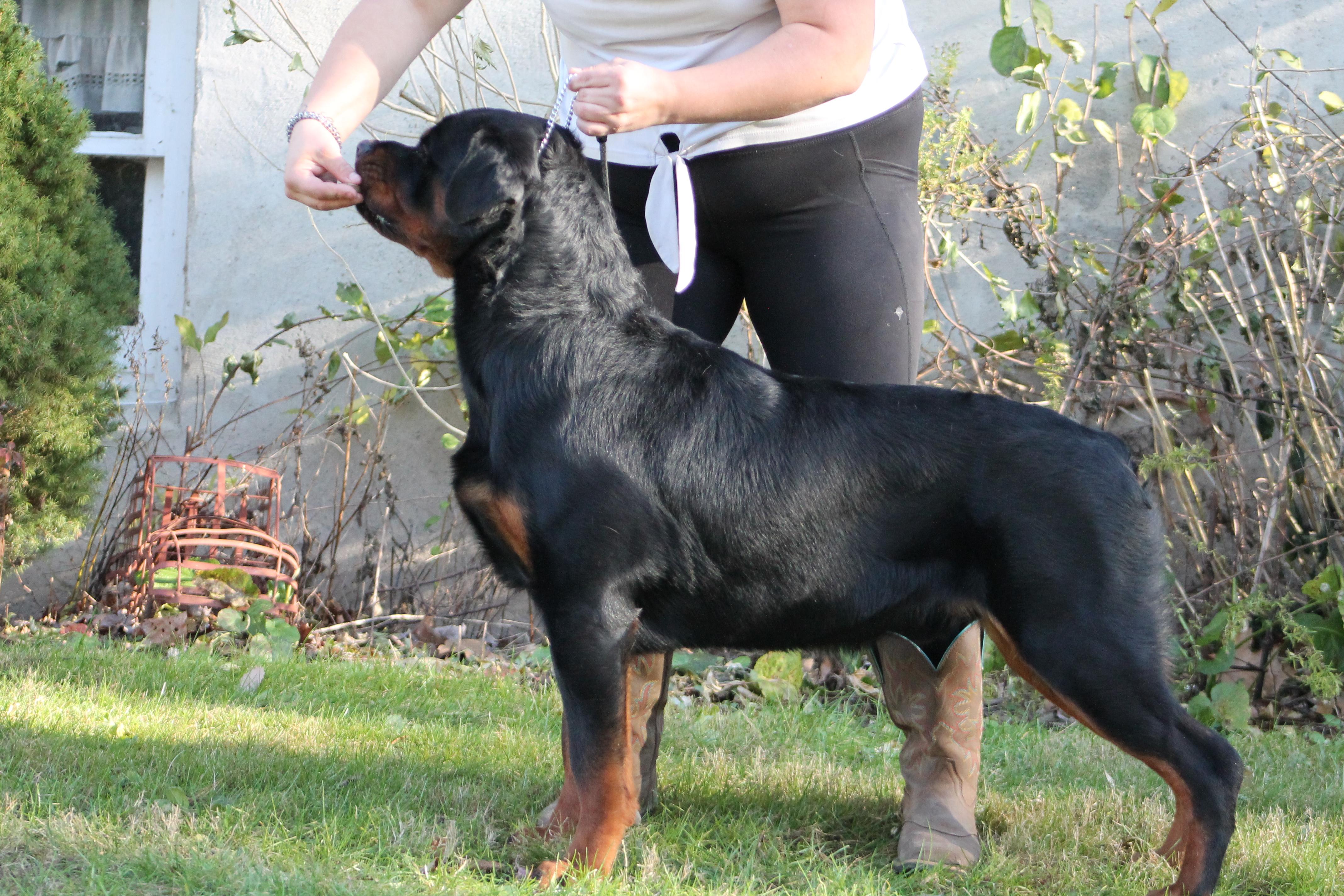 Valhalla Rottweilers Vangard's Rottweilers in New Jersey | Rottweiler puppies | Good Dog