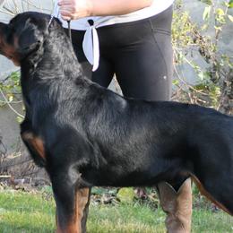 Rottweilers from Vangard's Rottweilers