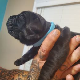 Girl 2 - Cane Corso puppy in Thomson, Georgia from Motorhead Cane Corso