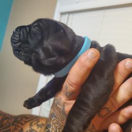 Girl 2 - Cane Corso puppy in Thomson, Georgia from Motorhead Cane Corso
