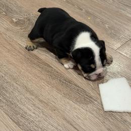 Bulldog Puppies from Bulldog's 4 Brothers