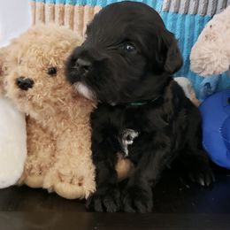 Portuguese Water Dog puppies from Wynsumly