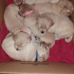 Golden Retriever Puppies from Davids Golden Retrievers