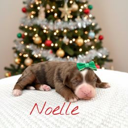 Noelle - Chocolate merle female Bernedoodle puppy in Waco, Texas from Blessings Pups Doodles