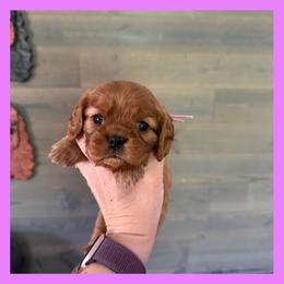 Amelia - Ruby female Cavalier King Charles Spaniel puppy in De Pere, Wisconsin from Rose Garden Kennels