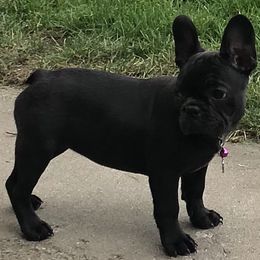French Bulldog Puppies from Bully For You Kennels