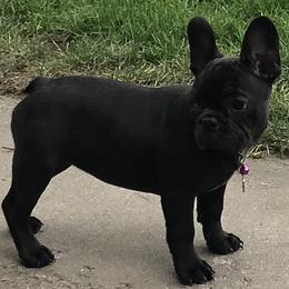 French Bulldog Puppies from Bully For You Kennels