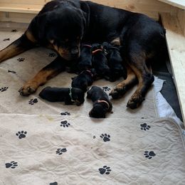 Rottweiler Puppies from Lori's Rottweilers