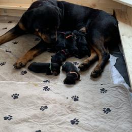 Rottweiler Puppies from Lori's Rottweilers