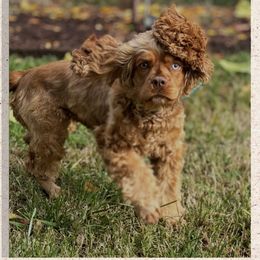 Georgia - Cockapoo